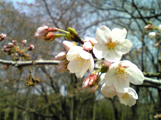 代々木公園0402