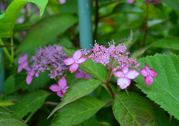 DSC_0782.JPG