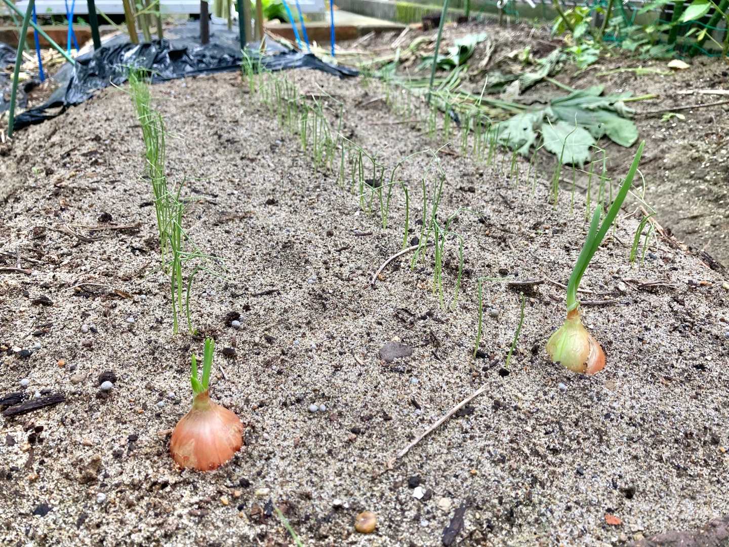 セット球と玉ねぎの発芽 ちょびの一坪菜園 楽天ブログ