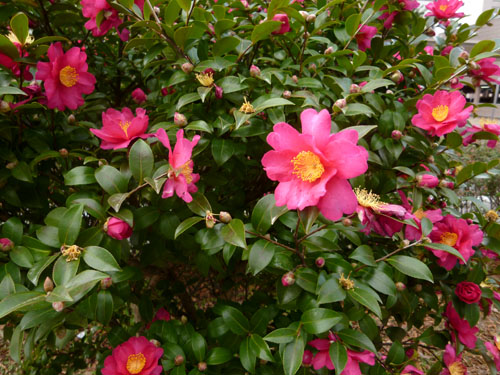 山茶花赤２.jpg