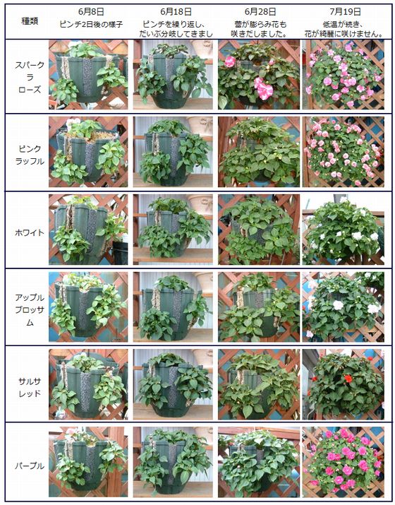 2007年のカリフォルニアローズのピンチから開花までの様子