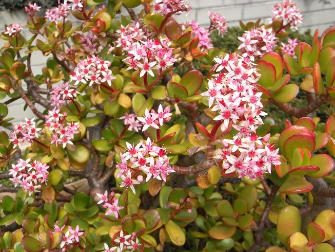 鉢植えの花