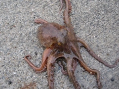 11月23日 マダコ