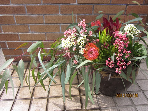 ここだけ南半球