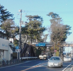 松並木08.jpg