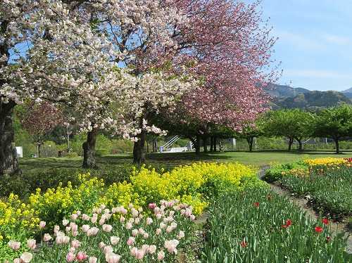 チューリップを見に 秦野戸川公園 花と菜園のアラカルト 楽天ブログ