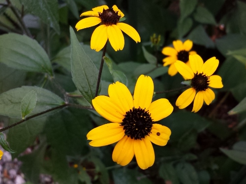 20150809_145355 (500x374).jpg