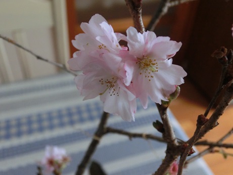 冬桜