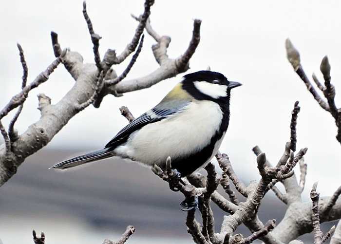 シジュウカラ25