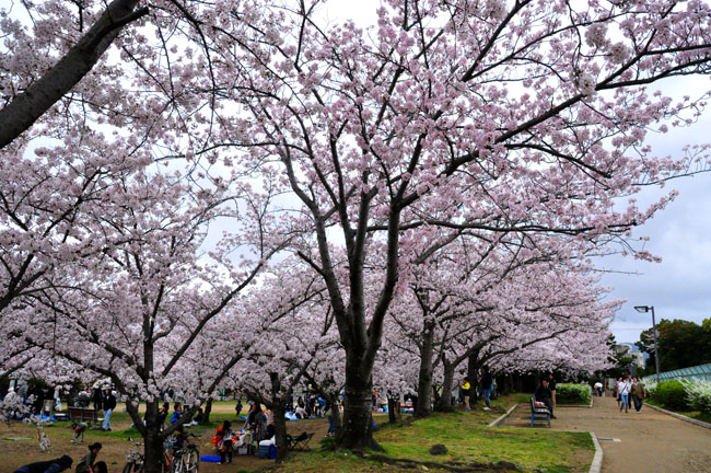 桜７