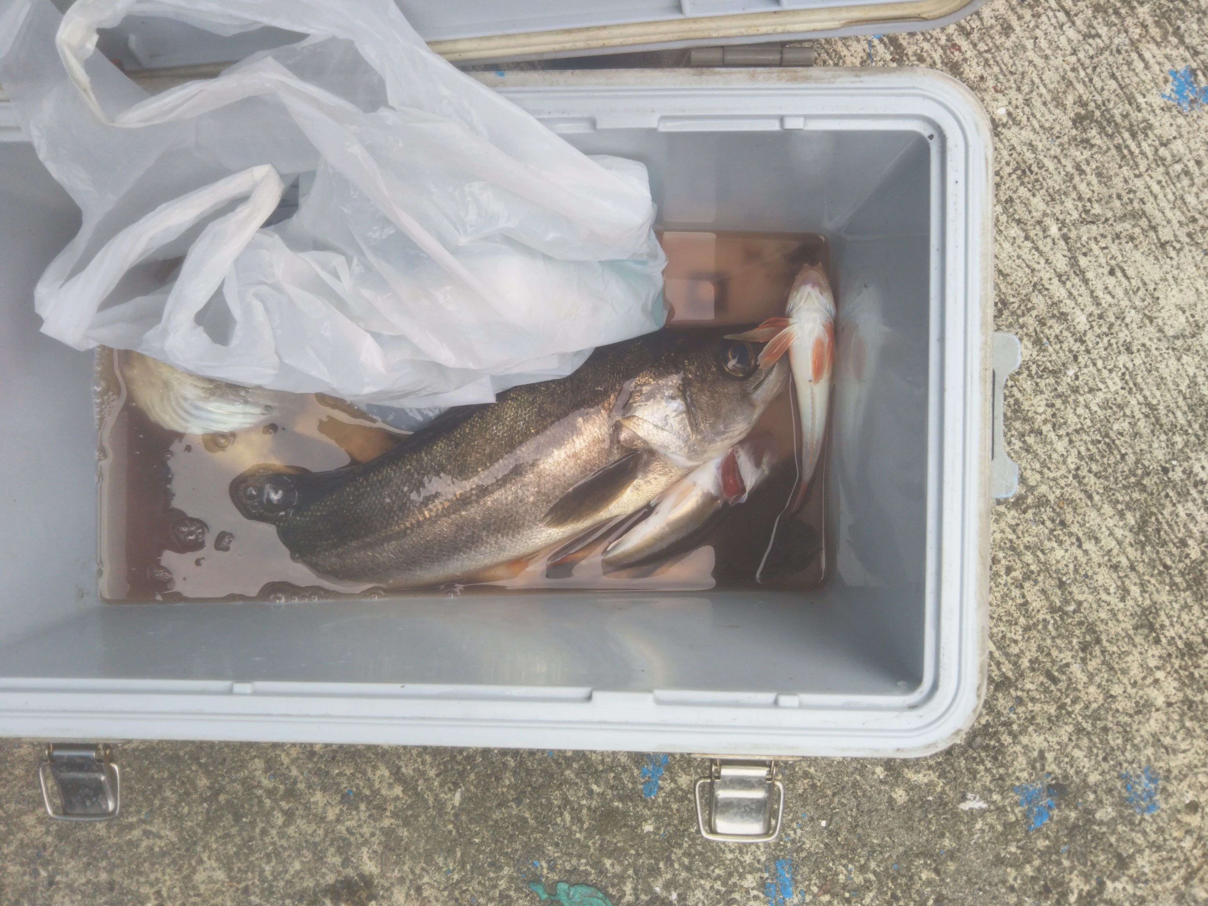 ヒラメ マゴチ アマダイ釣り 葉山 なごみ荘 シェアハウスオーナーの釣り日記 楽天ブログ