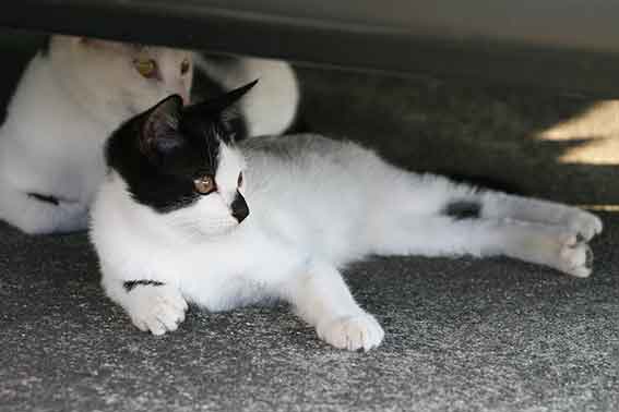 我が家のニャンコ♪2016/1/28-02