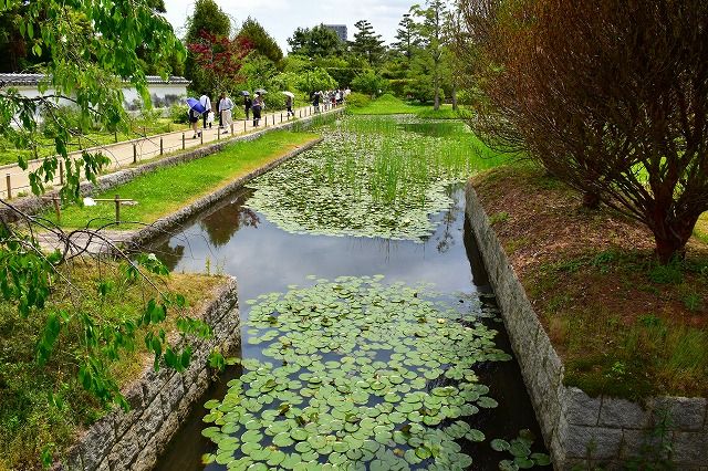 浜寺公園 バラ園にて 7 ぶらっと撮影三昧 楽天ブログ