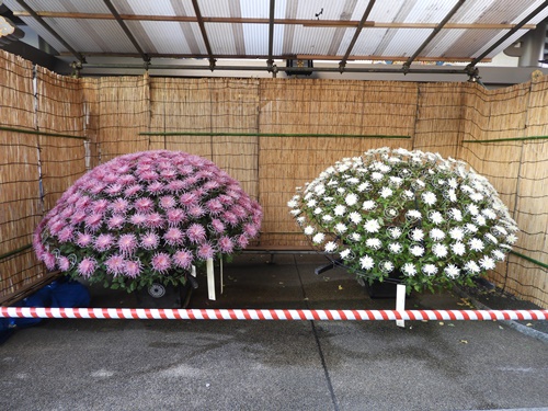 湯島天神菊まつり