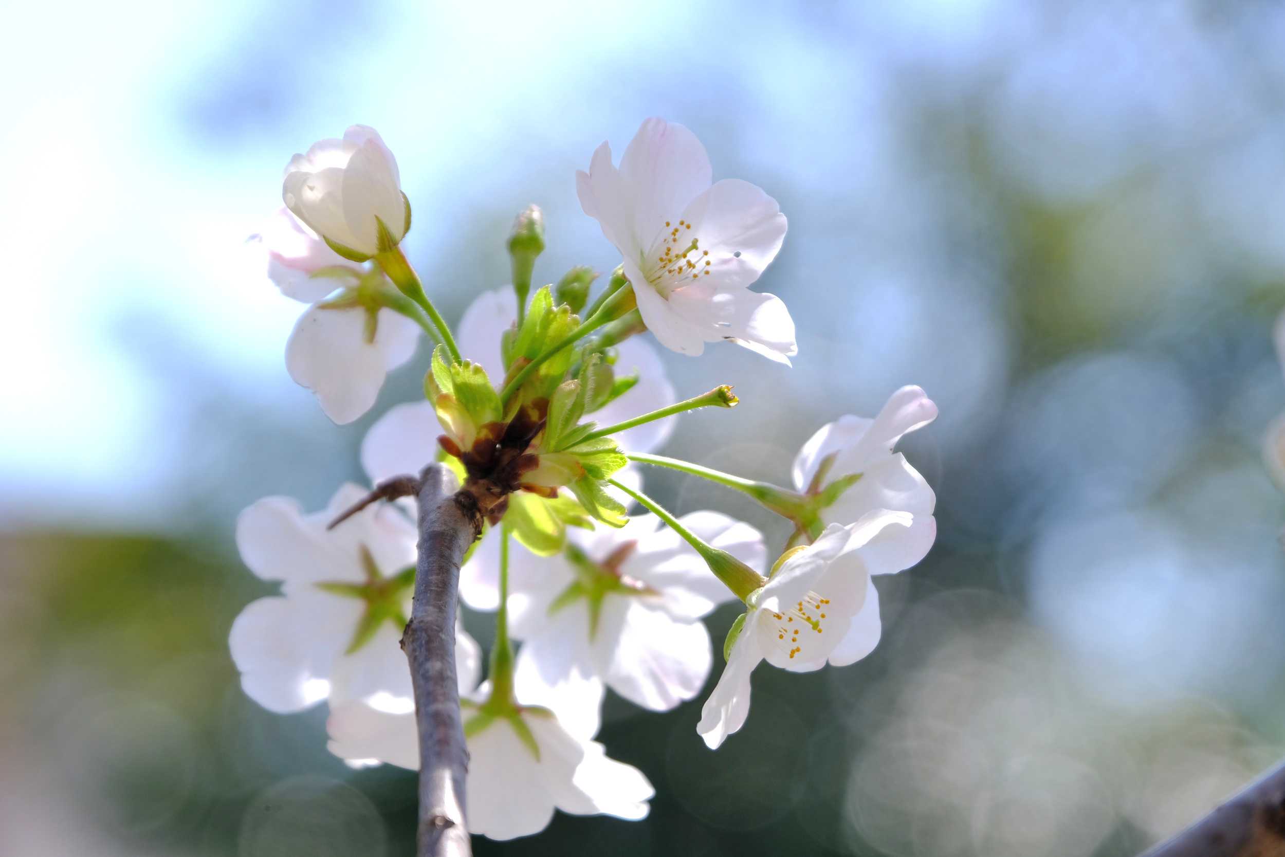 青空バックの大島桜 ソメイヨシノ9日目 南風のメッセージ 楽天ブログ