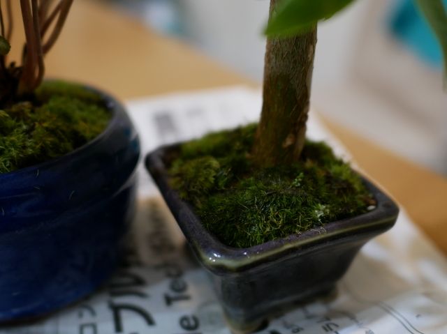 苔を張ってみた Verandism べらんでぃずむ ベランダ菜園とか 楽天ブログ