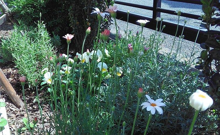 東の庭の花 Miraiの庭 つれづれに 楽天ブログ