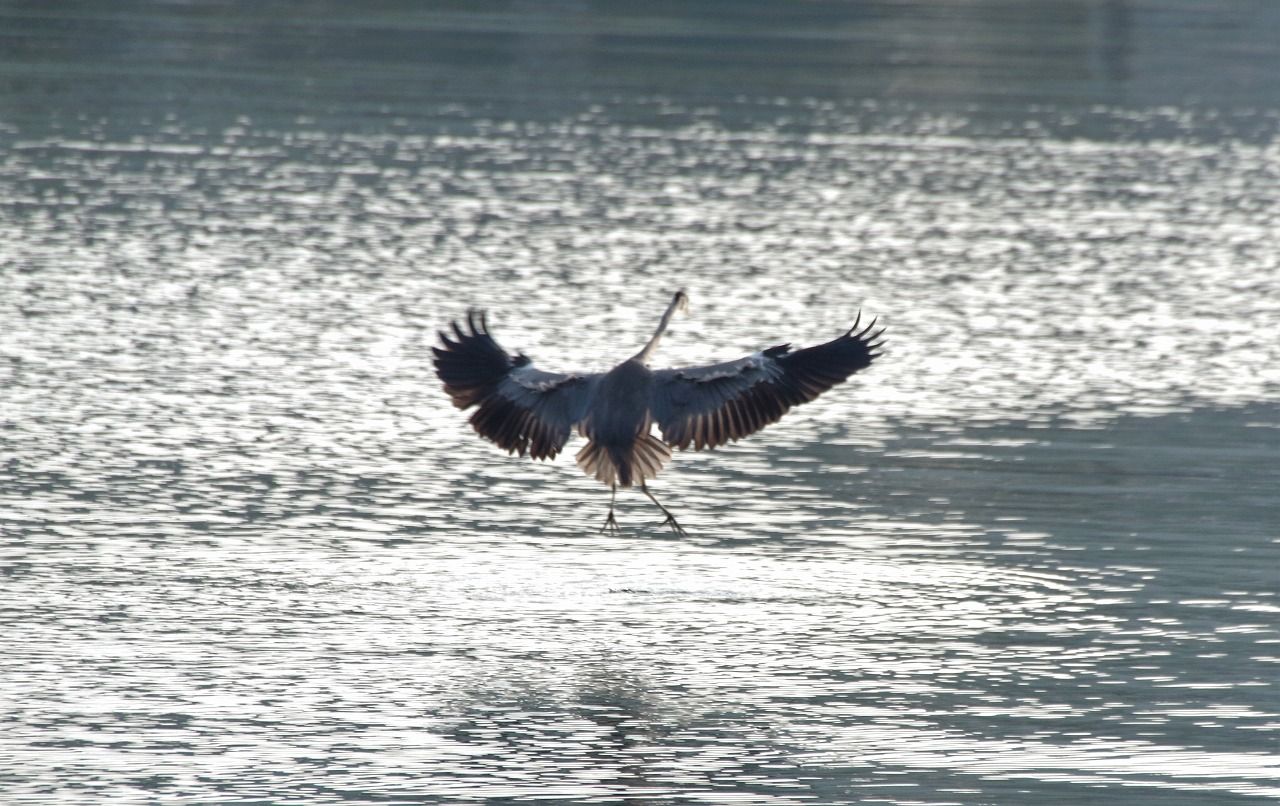 年09月11日の記事 雨釣の釣り日記 楽天ブログ
