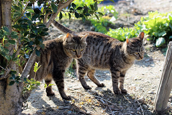 我が家のニャンコ♪2015/1/13-3