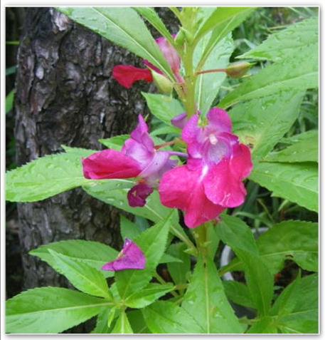 金魚草　色変わり