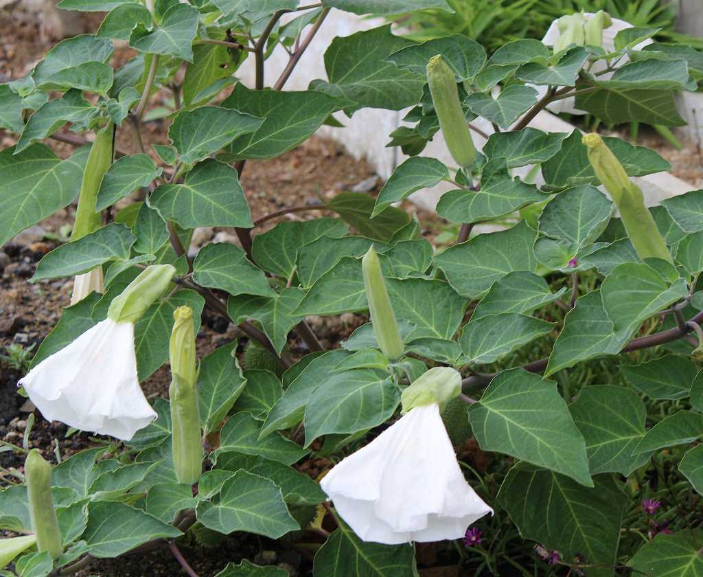ケチョウセンアサガオ アメリカチョウセンアサガオ つれづれ日記 楽天ブログ