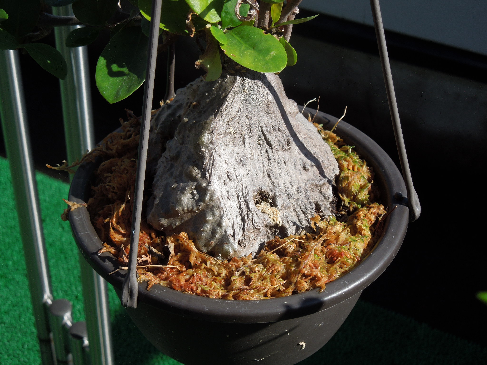 特大ヒドノフィツム・フォルミカルム ヒドノフィツム・フォルミカルム(HYdonophytum formicarum