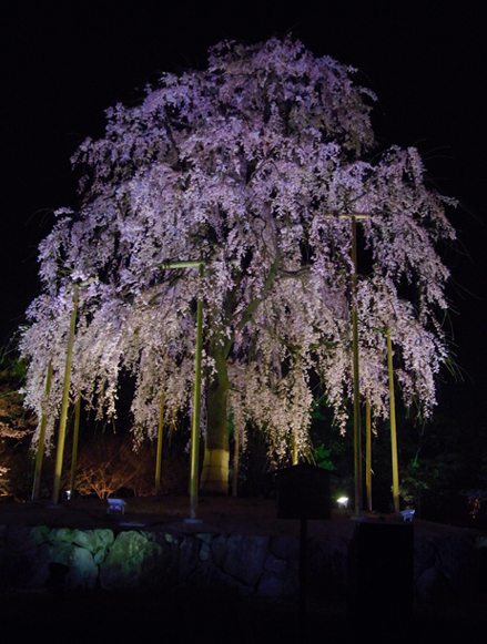 不二桜.jpg