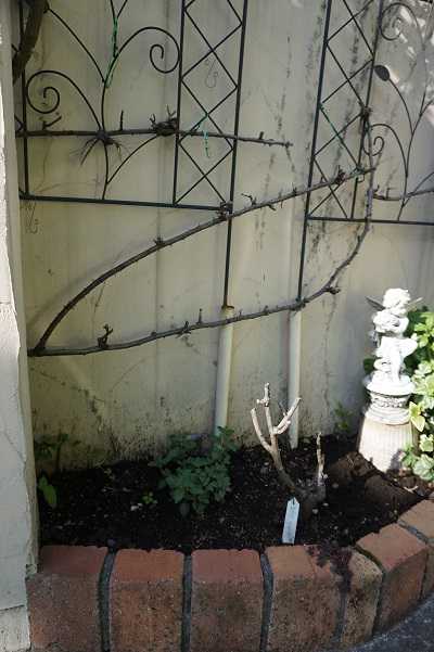 21年3月のガーデニング その3 ハッピーグランパのガーデニング 楽天ブログ