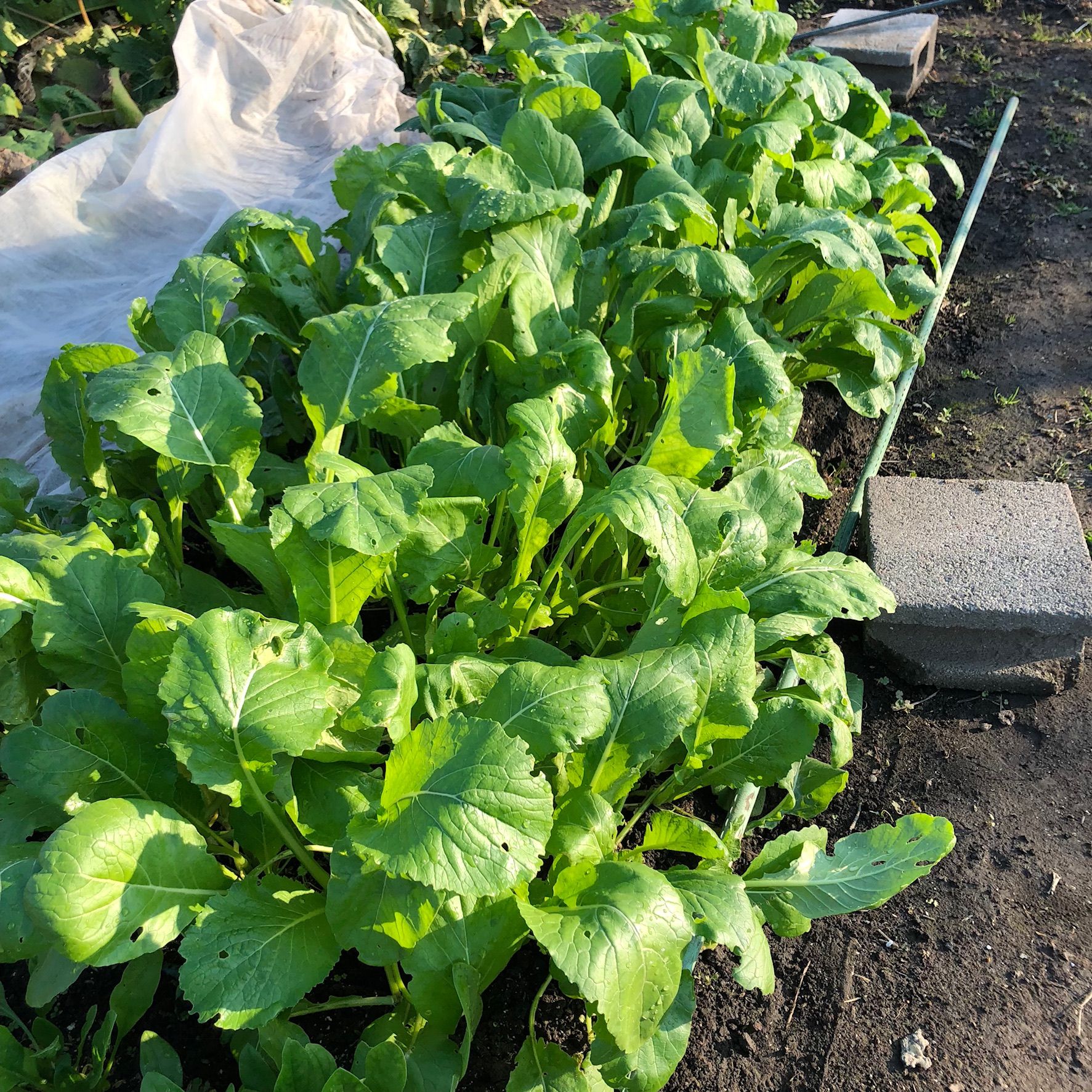 ベタ掛け栽培 正月菜とほうれん草 ちょろ松の家庭菜園奮闘記 楽天ブログ