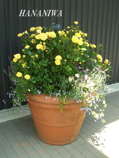 ベルロマンティカの寄せ植え.JPG