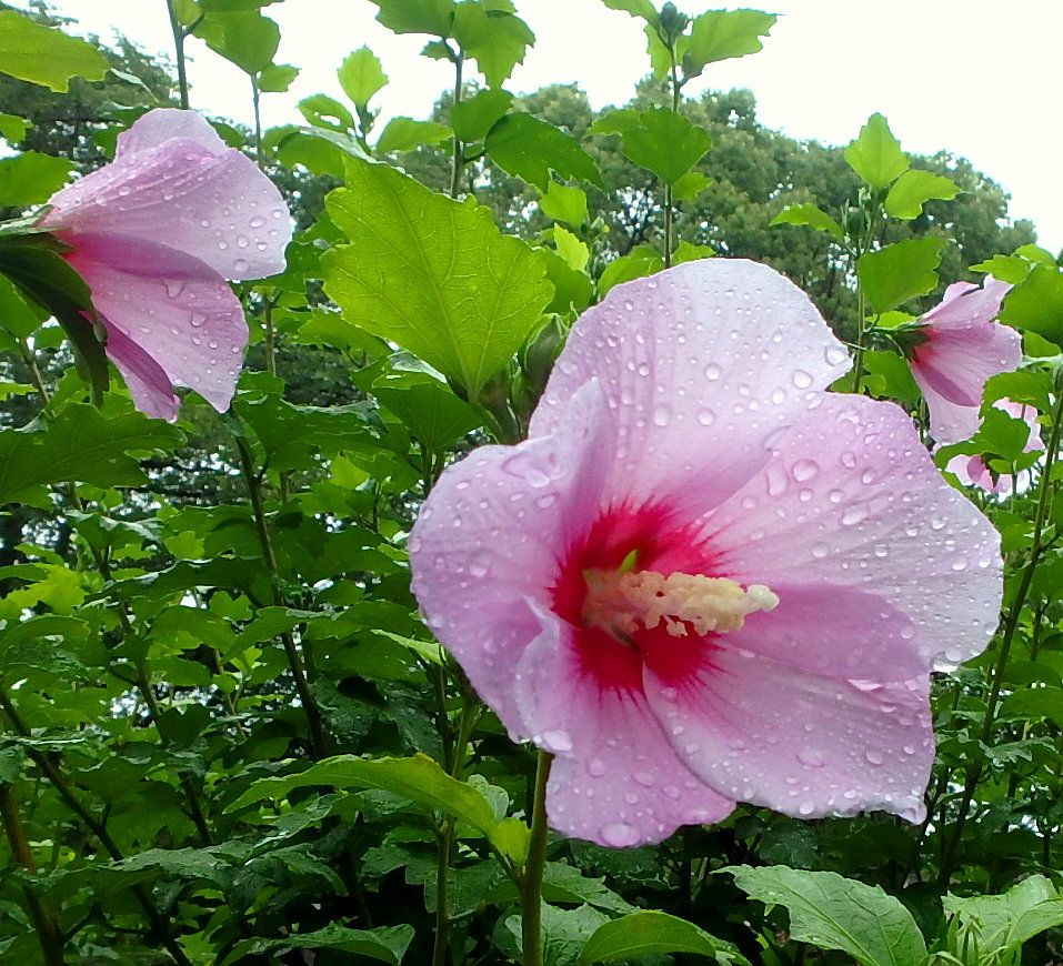 ムクゲ アメリカフヨウ アリオギネ 百合 半田山植物園 楽天版じぶん更新日記 楽天ブログ