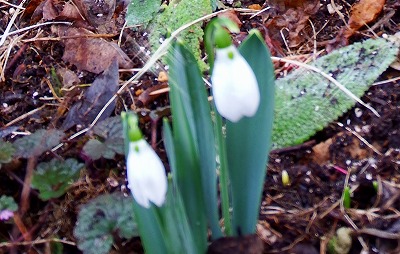 DSCF2275.jpg