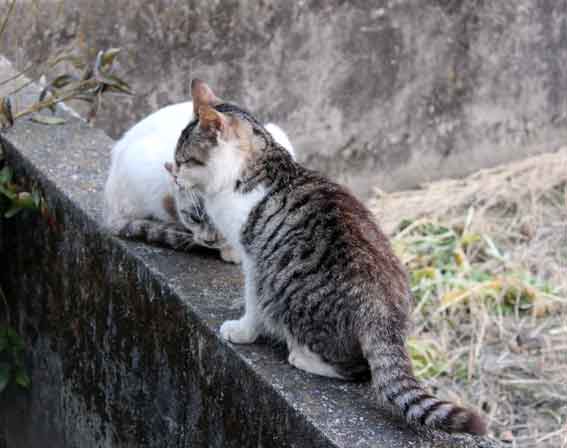 我が家のニャンコ♪2014/02/1-2
