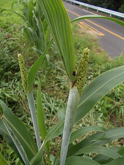 三尺ソルゴーの若い穂20120726