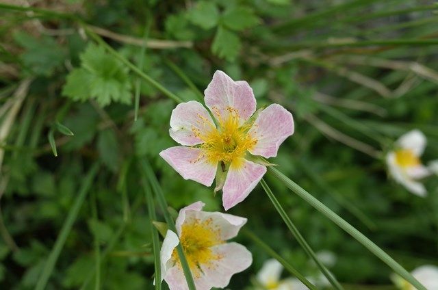 北アルプス・立山（雄山）は、花盛り！ | やまぶろぐ・登る呑む撮る滑る山ブロガー - 楽天ブログ