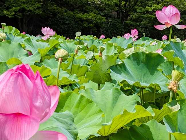 東風終（岩峰啓一）作品『蓮の花／Lotus flower』 蓮の花 不忍池 Lotus flower Ueno 2025年7月31日 | 時空の旅