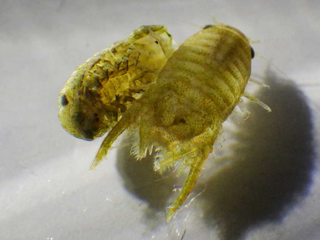 コツブムシ科の一種（Sphaeromatidae sp.）1　ツノオウミセミ（Paracerceis sculpta）の疑い