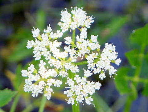 セリの花（正）