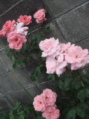 DSC08021.png