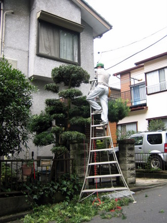 槇の選定