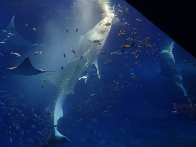 美ら海水族館