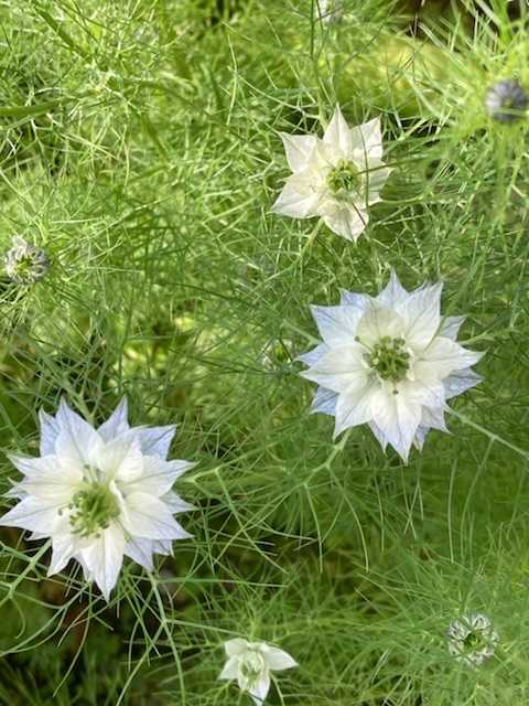 ニゲラが咲いた | 花と緑と空と - 楽天ブログ