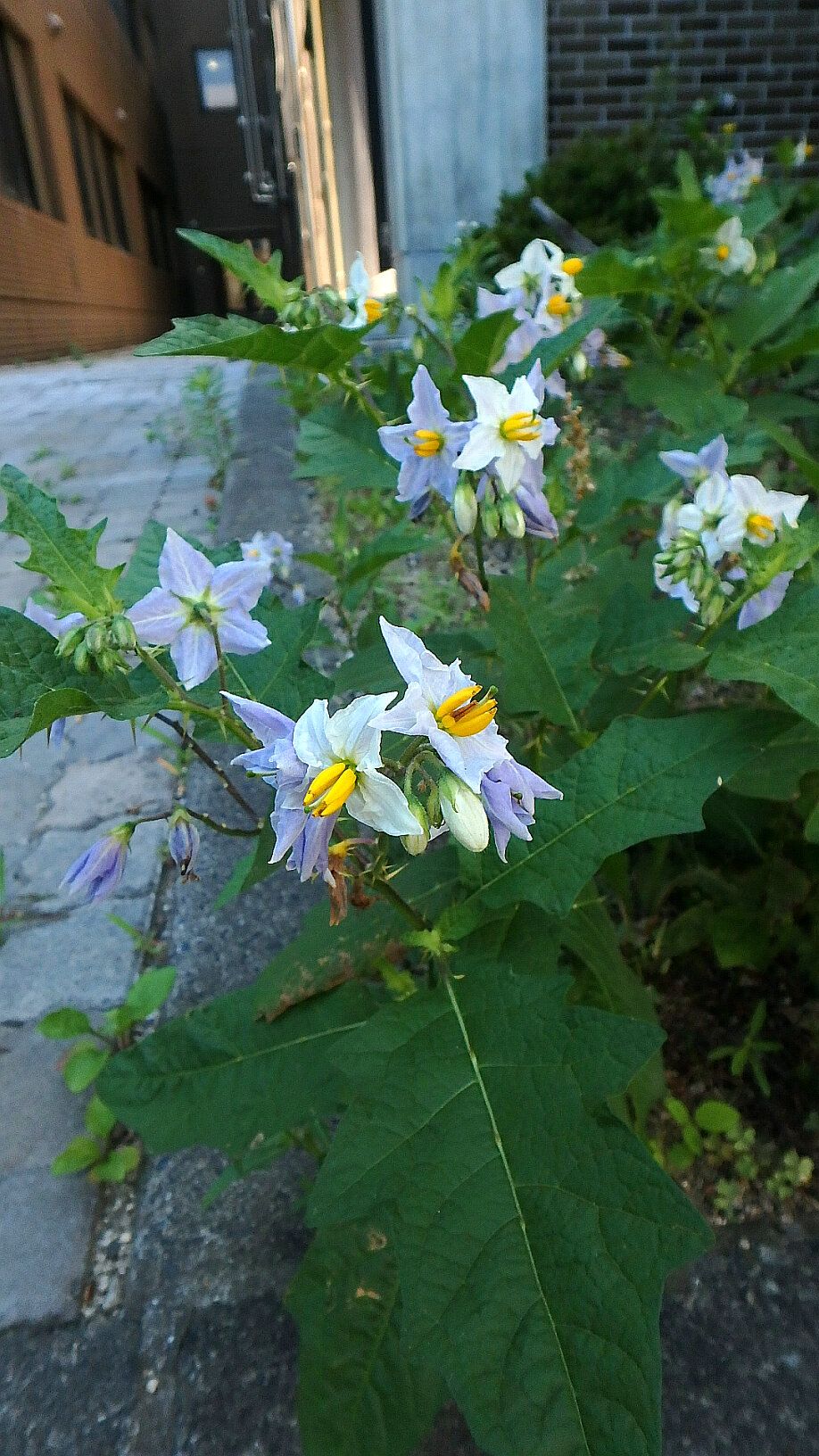 迷惑雑草の花 ワルナスビ ハルシャギク ヒルガオ コマツヨイグサ 赤花夕化粧 楽天版じぶん更新日記 楽天ブログ