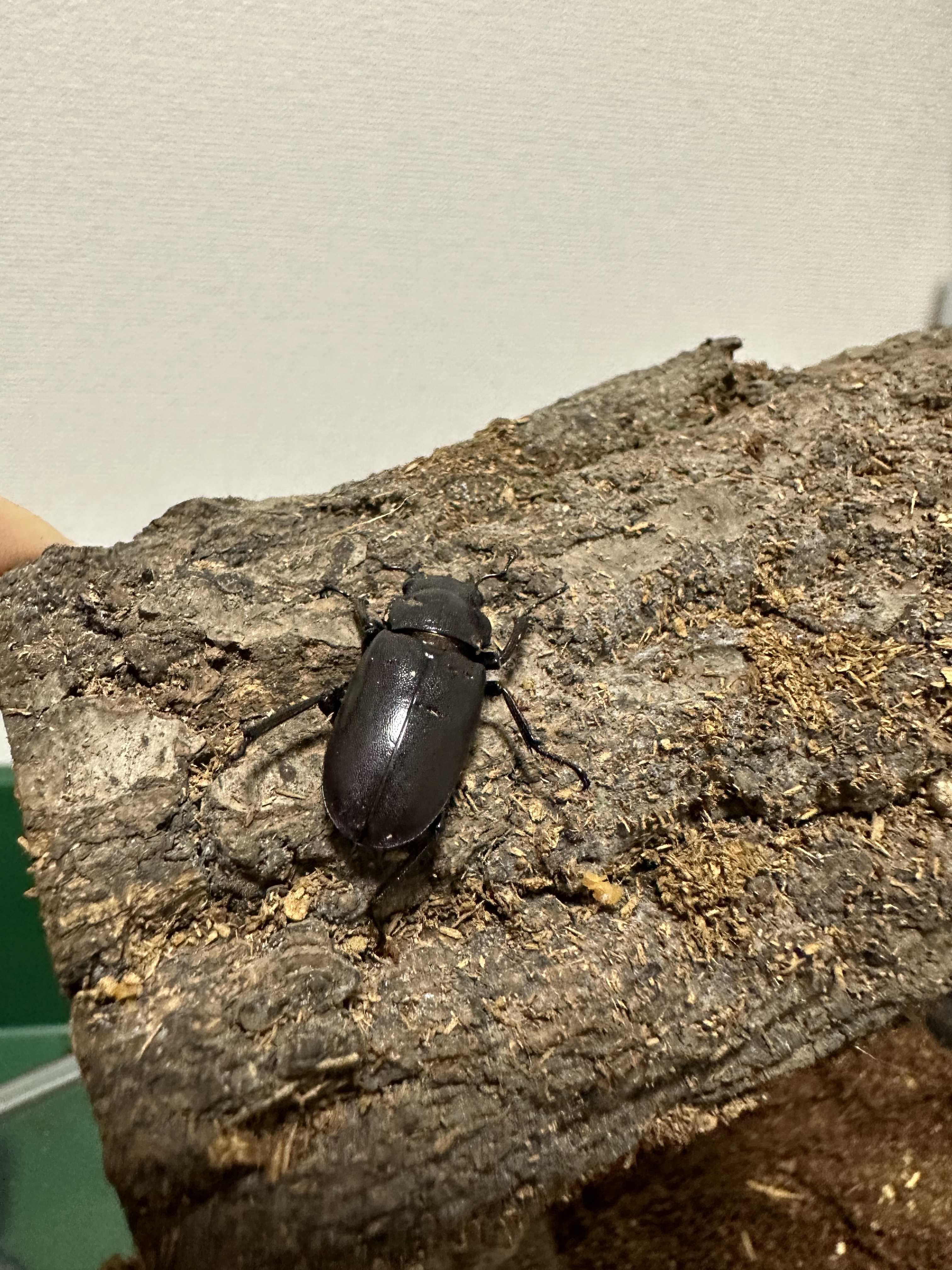 メタリフェルホソアカクワガタ 産卵セット! まっさんカブクワ備忘録 楽天ブログ