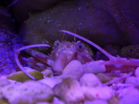ホソウデガザミ（Lupocyclus philippinensis）4
