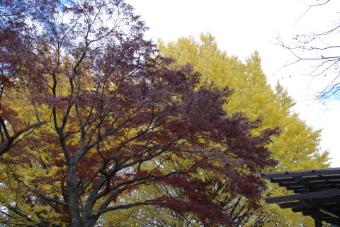 井の頭恩賜公園の紅葉