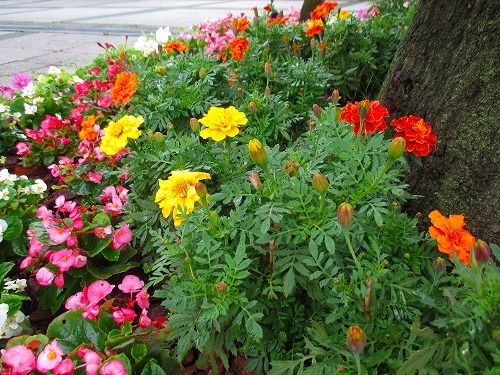 紅黄草 という名前の花はこれでした おとっつぁん いろいろやっちょります 楽天ブログ