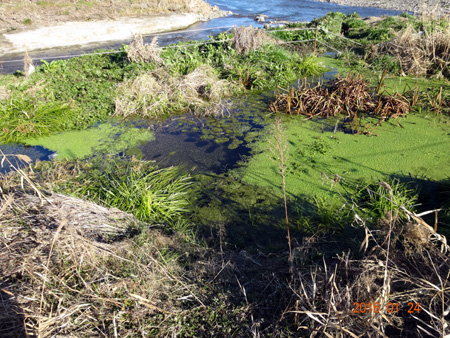 湧水池２.jpg