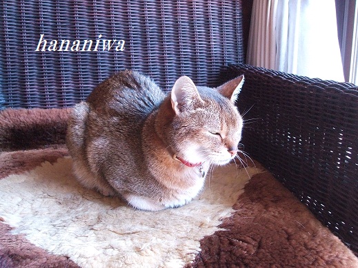 きゃっと３