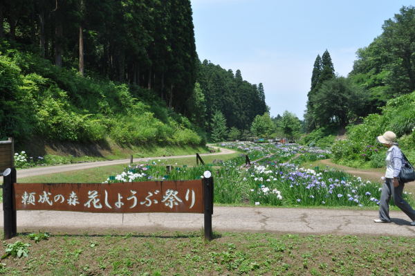 菖蒲・紫陽花